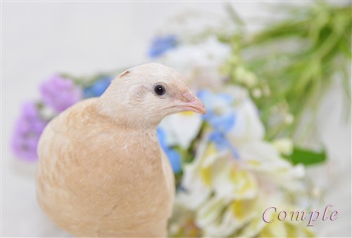 うずらと花写真3種 白うずら飼育日記