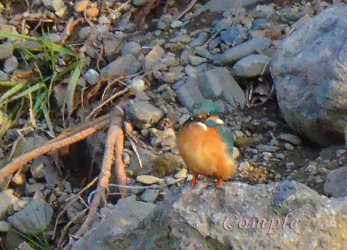 カワセミ