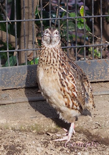 井の頭動物園のうずら